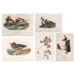 1 Havell Audubon Folio & 4 Octavos, 5 items