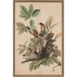 J. Audubon, American Robin, Havell Edition