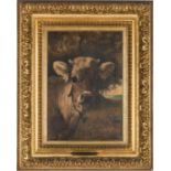 Atherton Furlong O/C Cow Portrait, Young Tom