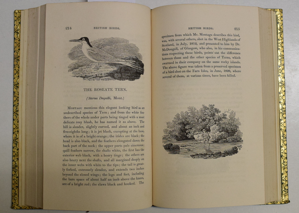 Bewick (Thomas) A History of British Birds, two vols, Newcastle 1832, calf (2) Report by GH Bindings