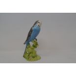 A Beswick Budgerigar, facing right, blue, 1217B, small chip to base, gloss