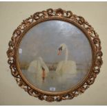 English school, a pair of swans, oil on board, 49 cm diameter, in a Florentine gilt frame