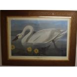 An Audubon coloured print, American Swan, and 20th century, a cafe scene, oil on canvas,