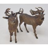A late 19th/early 20th century cold painted bronze figure of a stag, 13 cm high, and a matching doe,