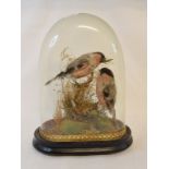Taxidermy: Two bullfinches, in a naturalistic setting, under a glass dome, 29.5 cm high, a