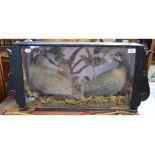 Taxidermy: A brace of Guinea Fowl and other birds, in a naturalistic setting, cased, 78.5 cm wide