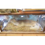 Taxidermy: A fox lying down in a naturalistic setting, cased, 108 cm wide