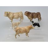 A Beswick Charolais Calf, 1827B, a Charolais Cow, 3075A, ear broken, and a Charolais Bull, 2463A,