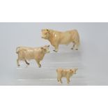 A Beswick Charolais Bull, 2463A, a Charolais Cow, 3075A, and a Charolais Calf, 1827B, all gloss (3)