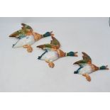 A set of three Beswick graduated Mallard wall plaques/pockets, 596-1, 2 & 3, all gloss (3)