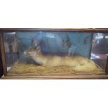 Taxidermy: A fox lying down in a naturalistic setting, cased, 108 cm wide