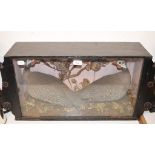 Taxidermy: A brace of guinea fowl and other birds, in a naturalistic setting, cased, 78.5 cm wide