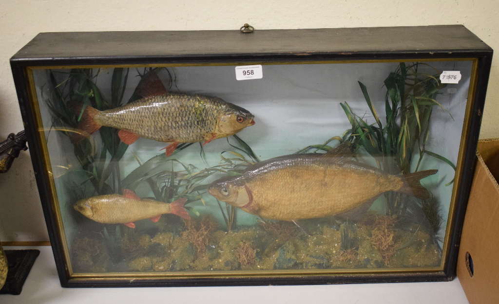 Taxidermy: A W. Lone preserved bream, rudd and roach, in a naturalistic setting, cased, taxidermists