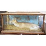 Taxidermy: A fox lying down in a naturalistic setting, cased, 108 cm wide