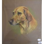 Marjorie Cox (1915-2003), a golden retriever, Garry, pastel, signed and dated 1975, 49 x 45 cm