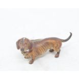A late 19th/early 20th century Austrian cold painted bronze dachshund, 7 cm wide