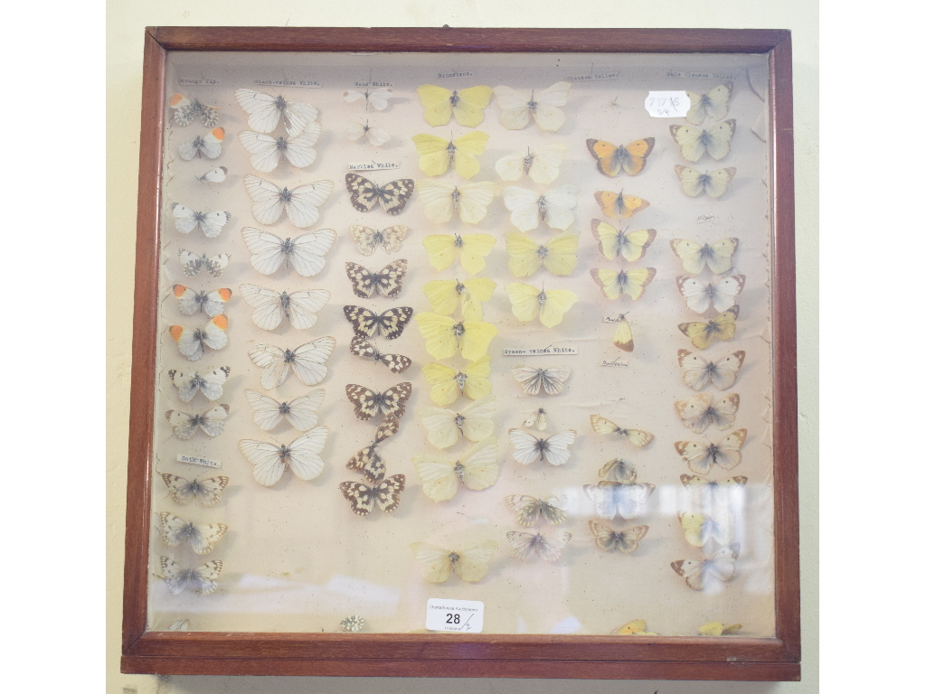 Taxidermy: A collection of mounted butterflies, in two cases (2) - Image 2 of 2