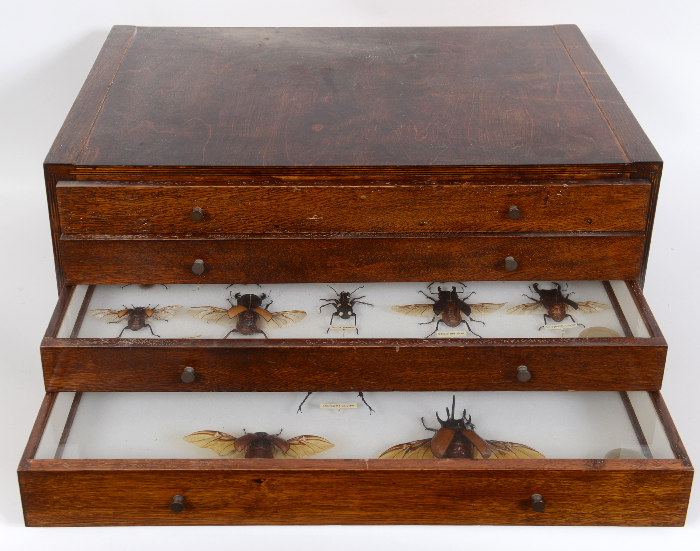 Taxidermy: A collector's chest of four drawers, containing a collection of mounted beetle and