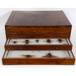 Taxidermy: A collector's chest of four drawers, containing a collection of mounted beetle and