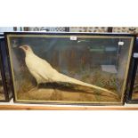 Taxidermy: A white Pheasant, in a naturalistic setting, cased, A.C. Foot of Terrace Walk, North
