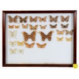 Taxidermy: A collection of mounted butterflies, in a glazed wall hanging case, 99 cm wide See