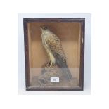 Taxidermy: A Kestrel, cased, 32 cm high