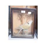 Taxidermy: A Collar Dove, in a naturalistic setting, cased, 32 cm high