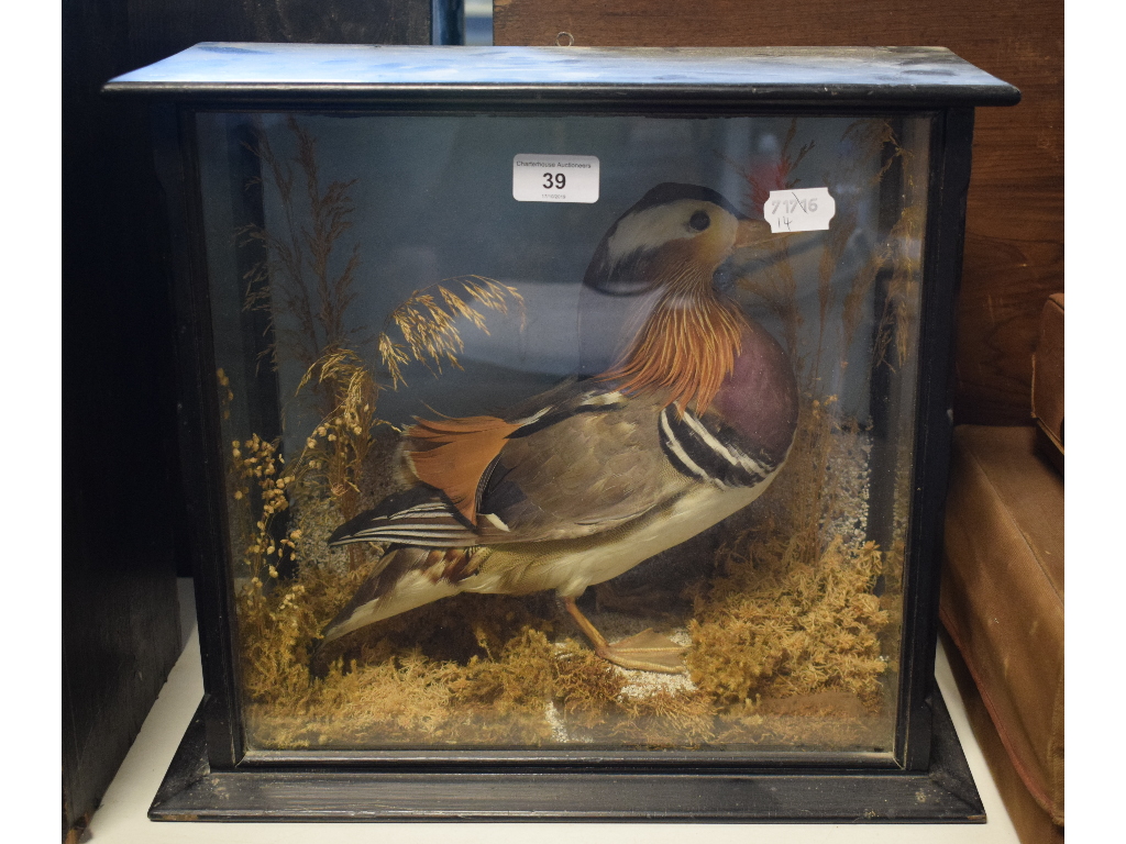 Taxidermy: A Mandarin Duck, in a naturalistic setting, cased, 39.5 cm wide