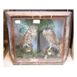 Taxidermy: A pair of small Hawks, perched on branches in a naturalistic setting, cased, 45.5 cm wide