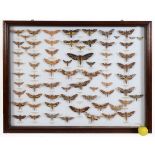 Taxidermy: A collection of mounted moths, in a glazed wall hanging case, 99 cm wide See illustration