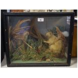 Taxidermy: A pair of squirrels, in a naturalistic setting, cased, 46 cm wide