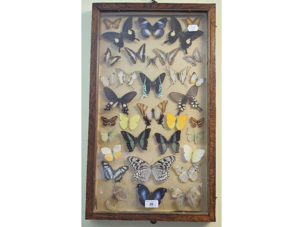 Taxidermy: A collection of mounted butterflies, in two cases (2)