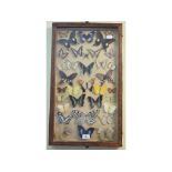 Taxidermy: A collection of mounted butterflies, in two cases (2)