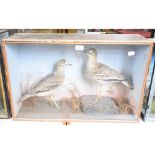 Taxidermy: A pair of Wading Birds, in a naturalistic setting, cased, 71 cm wide