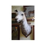 Taxidermy: A Llama head, on an oak shield, 30 cm wide Report by GH The length of the llama head from