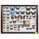 Taxidermy: A collection of mounted butterflies, in a glazed wall hanging case, 99 cm wide See