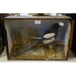 Taxidermy: A Magpie, in a naturalistic setting, cased, 46 cm wide
