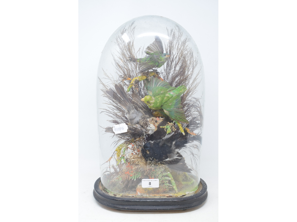 Taxidermy: A tableau of four exotic birds, under a glass dome, 43 cm high