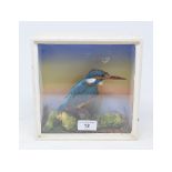 Taxidermy: A Kingfisher, in a naturalistic setting, cased, James Gardner Taxidermists label verso,