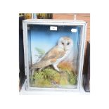 Taxidermy: A Barn Owl, in a naturalistic setting, cased, 35.5 cm wide