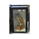 Taxidermy: A Long Eared Owl, perched on a tree stump, cased, 48 cm high