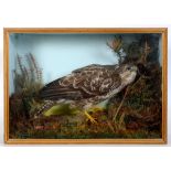 Taxidermy: A **BUZZARD NOT A FALCON**, in a naturalistic setting with gorse bushes, cased