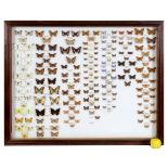 Taxidermy: A collection of mounted butterflies, in a glazed wall hanging case, 99 cm wide See