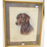 Margery Cox, a portrait of a Labrador, Coffee, pastel, signed, inscribed and dated 1976, 48 x 38 cm