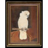 20th century school - Study of a Cockatoo, oil on canvas, 29 by 39cms (11.5 by 15.75ins).