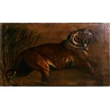 Victorian school - Study of a Prowling Tiger - oil on canvas, unframed, re-lined, 81 by 50cms (32 by