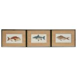 Three original book illustrations depicting fish - Gilt Head, Gray's Char and Erythrinus -