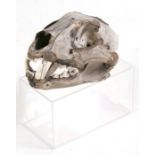 Taxidermy. A snow leopard skull cat and teeth, 19cms (7.5ins) long. This lot is accompanied with the