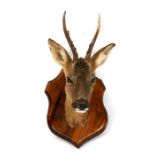 Taxidermy. A roebuck head mounted on a wooden plaque.