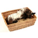 Taxidermy. A Lamb displayed in a straw filled basket, 42cms (16.5ins) long.